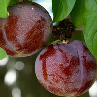 Dwarf Plumcot 'Spring Satin'
