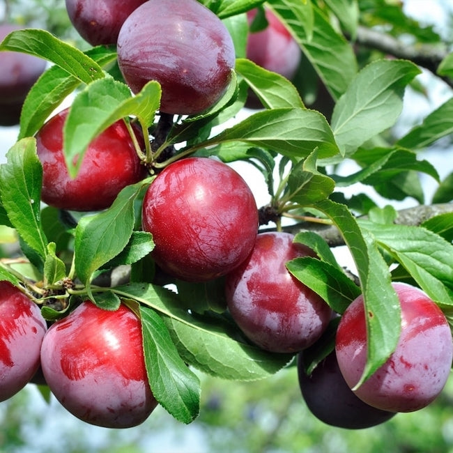 Dwarf Plumcot 'Spring Satin'