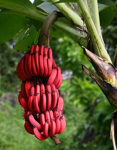 Dwarf Red Dacca Banana QLD ONLY - Ladybird Nursery