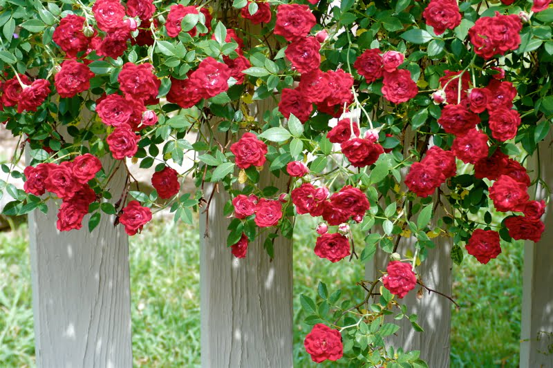 Rose Dwarf 'Red Cacade' Climbing - Ladybird Nursery