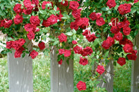 Rose Dwarf Red Climbing