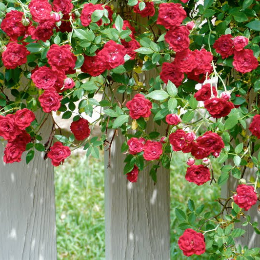 Rose Dwarf 'Red Cacade' Climbing - Ladybird Nursery