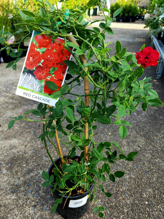 Rose Dwarf Red Climbing