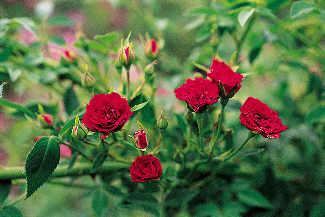 Rose Dwarf Red Climbing