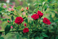 Rose Dwarf Red Climbing