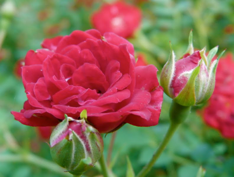 Rose Dwarf Red Climbing