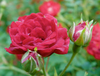 Rose Dwarf 'Red Cacade' Climbing - Ladybird Nursery