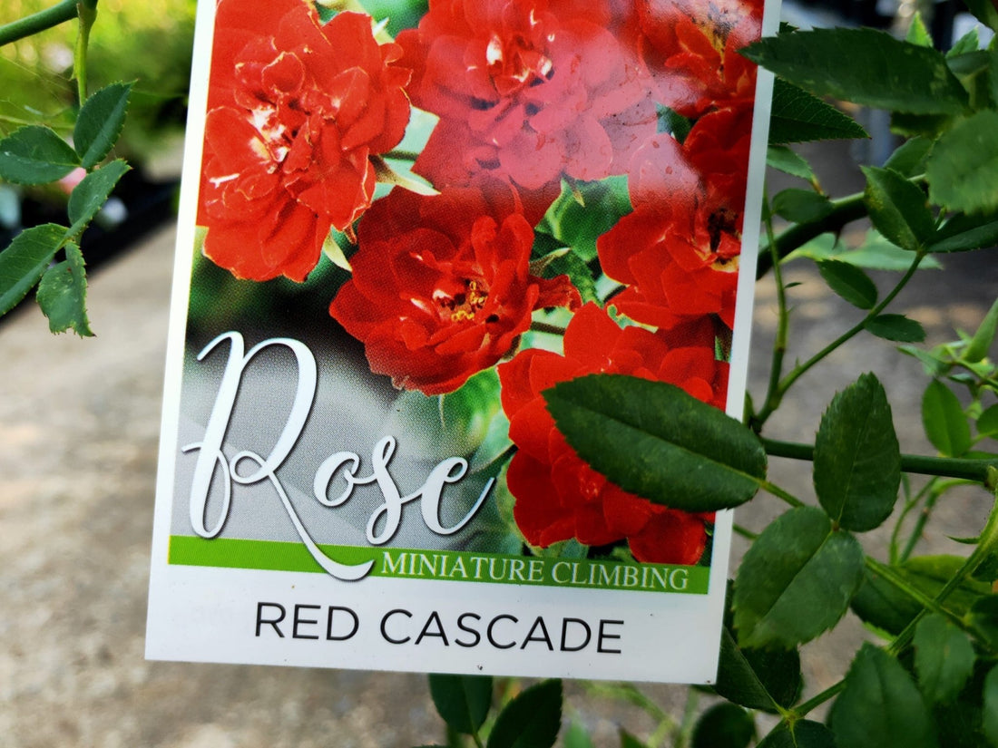 Rose Dwarf 'Red Cacade' Climbing - Ladybird Nursery