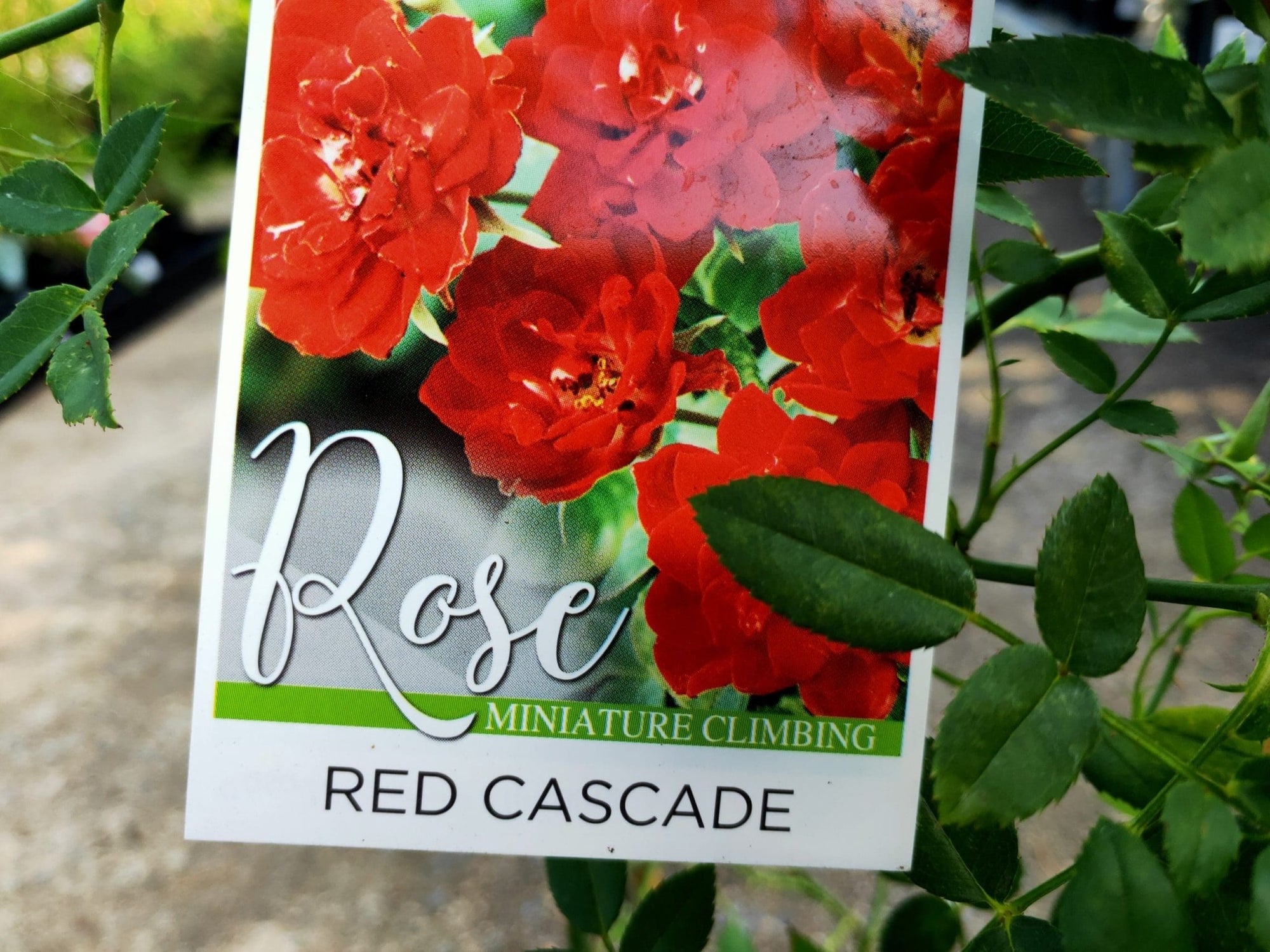 Rose Dwarf 'Red Cacade' Climbing - Ladybird Nursery