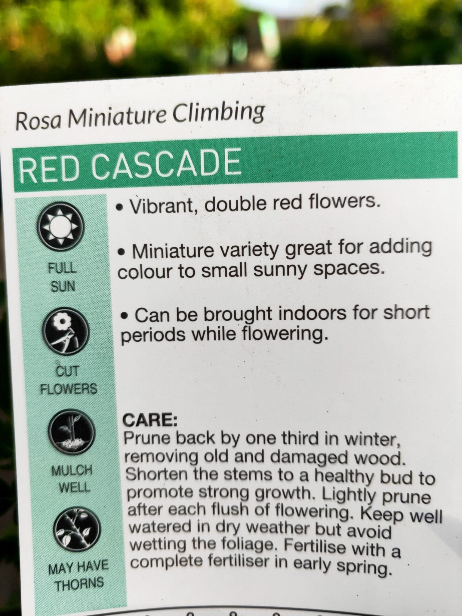 Rose Dwarf 'Red Cacade' Climbing - Ladybird Nursery