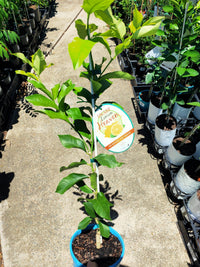 Dwarf Seedless Eureka Lemon (QLD Only)