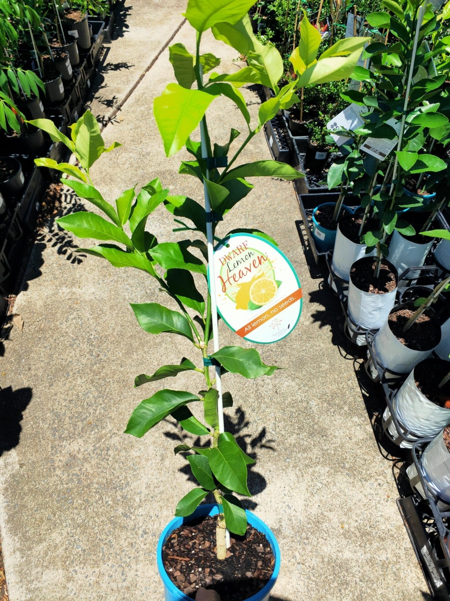 Lemon Heaven Dwarf Seedless Eureka (QLD Only) - Ladybird Nursery