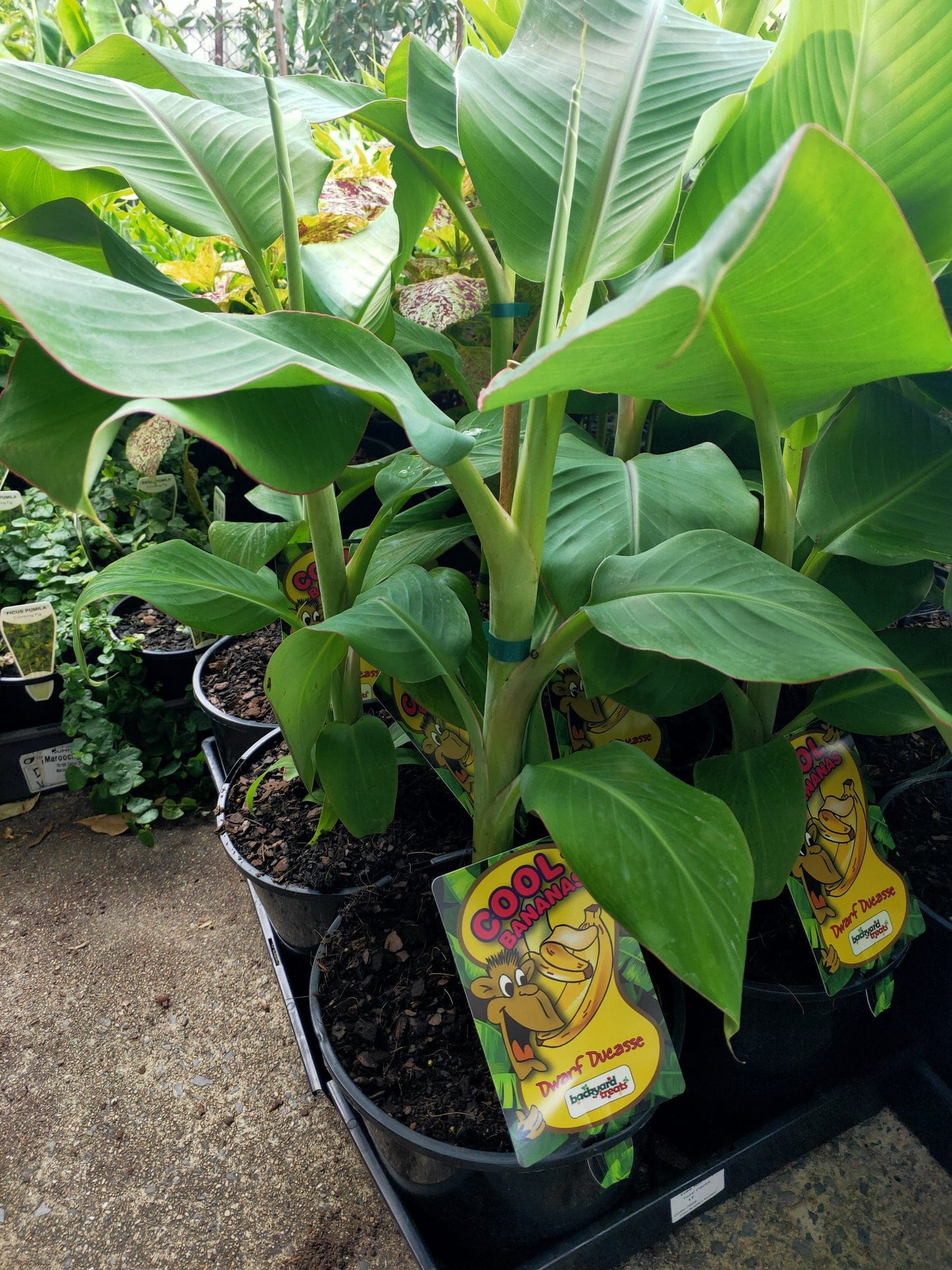 Dwarf Sugar Banana (QLD Only)