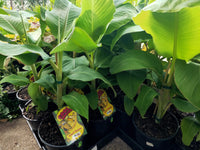 Dwarf Sugar Banana (QLD Only)