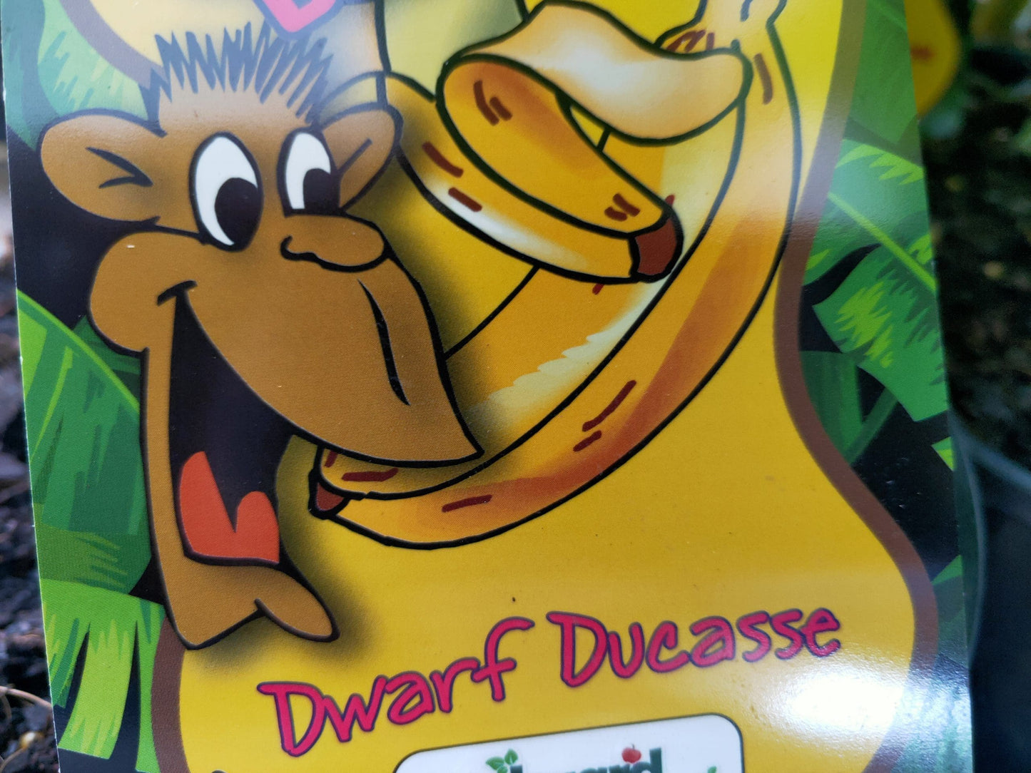 Dwarf Sugar Banana (QLD Only)