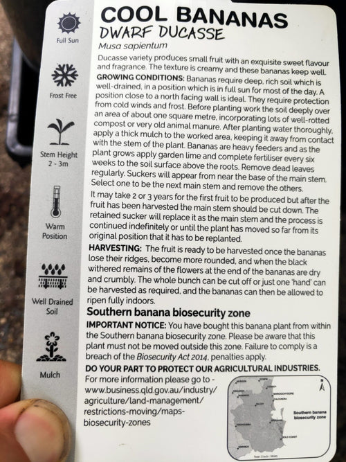 Dwarf Banana Ducasse (QLD Only) - Ladybird Nursery