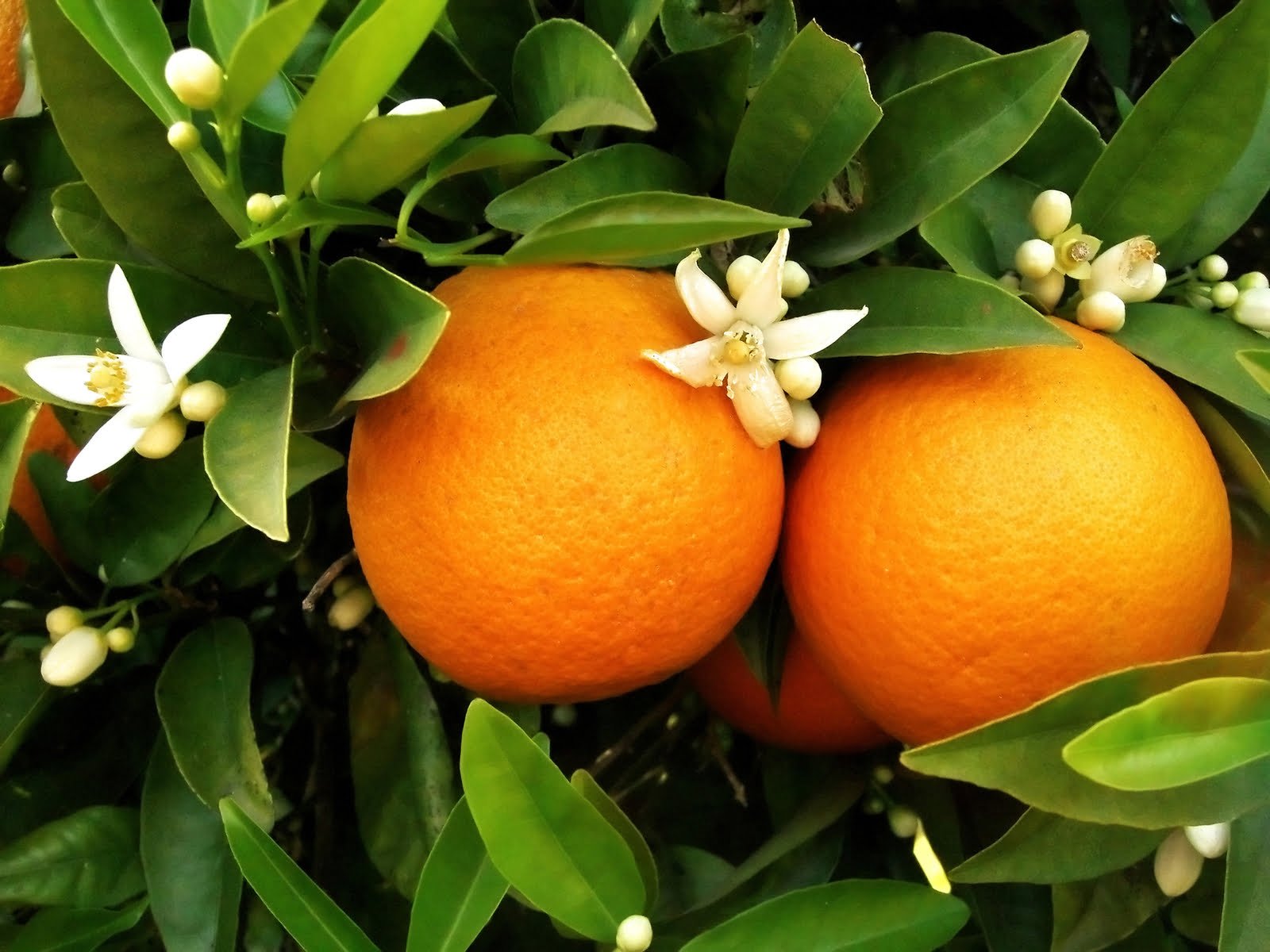 Newhall Navel Orange (QLD Only) - Ladybird Nursery