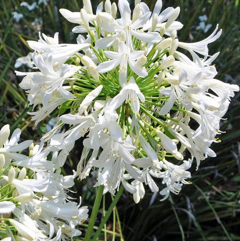 Agapanthus Dwarf White (Dwarf Agapanthus)