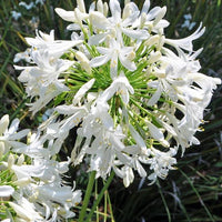 Agapanthus Dwarf White (Dwarf Agapanthus)