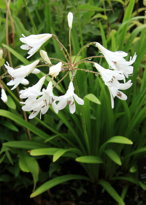 Agapanthus Dwarf White (Dwarf Agapanthus)