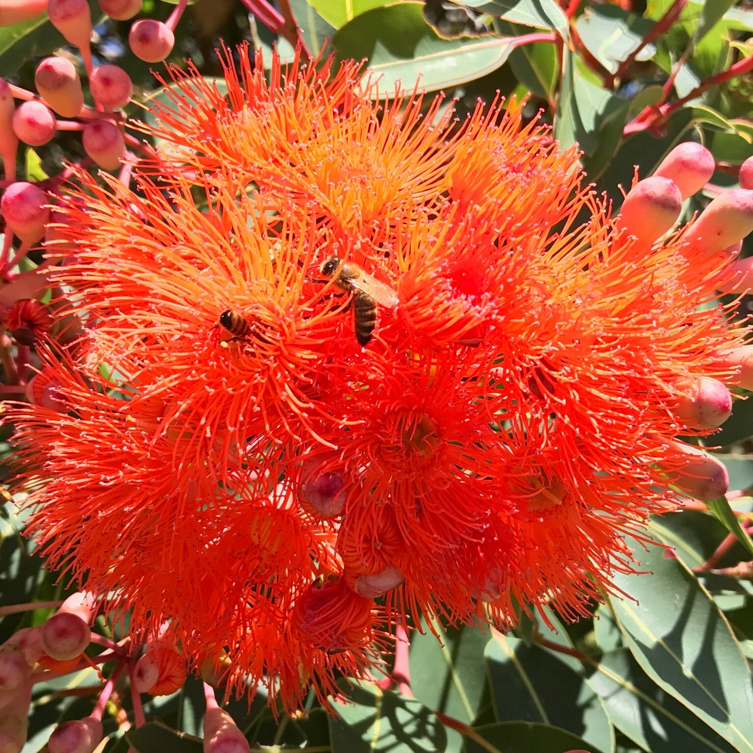 Dwarf Eucalyptus ‘Baby Orange’ (Corymbia ficifolia) - Ladybird Nursery