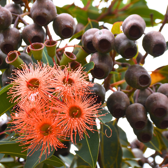 Dwarf Eucalyptus ‘Baby Orange’ (Corymbia ficifolia) - Ladybird Nursery