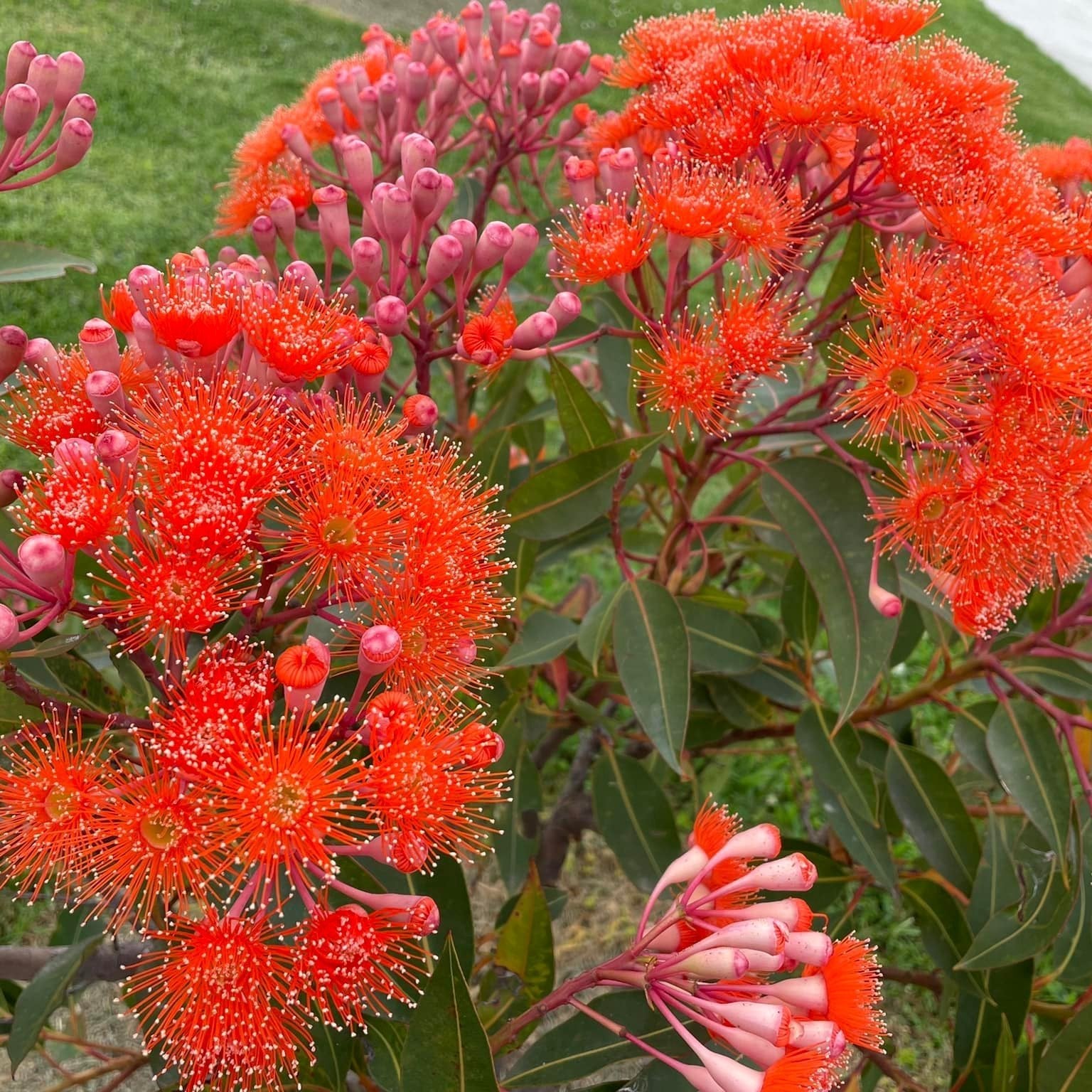 Dwarf Eucalyptus ‘Baby Orange’ (Corymbia ficifolia) - Ladybird Nursery