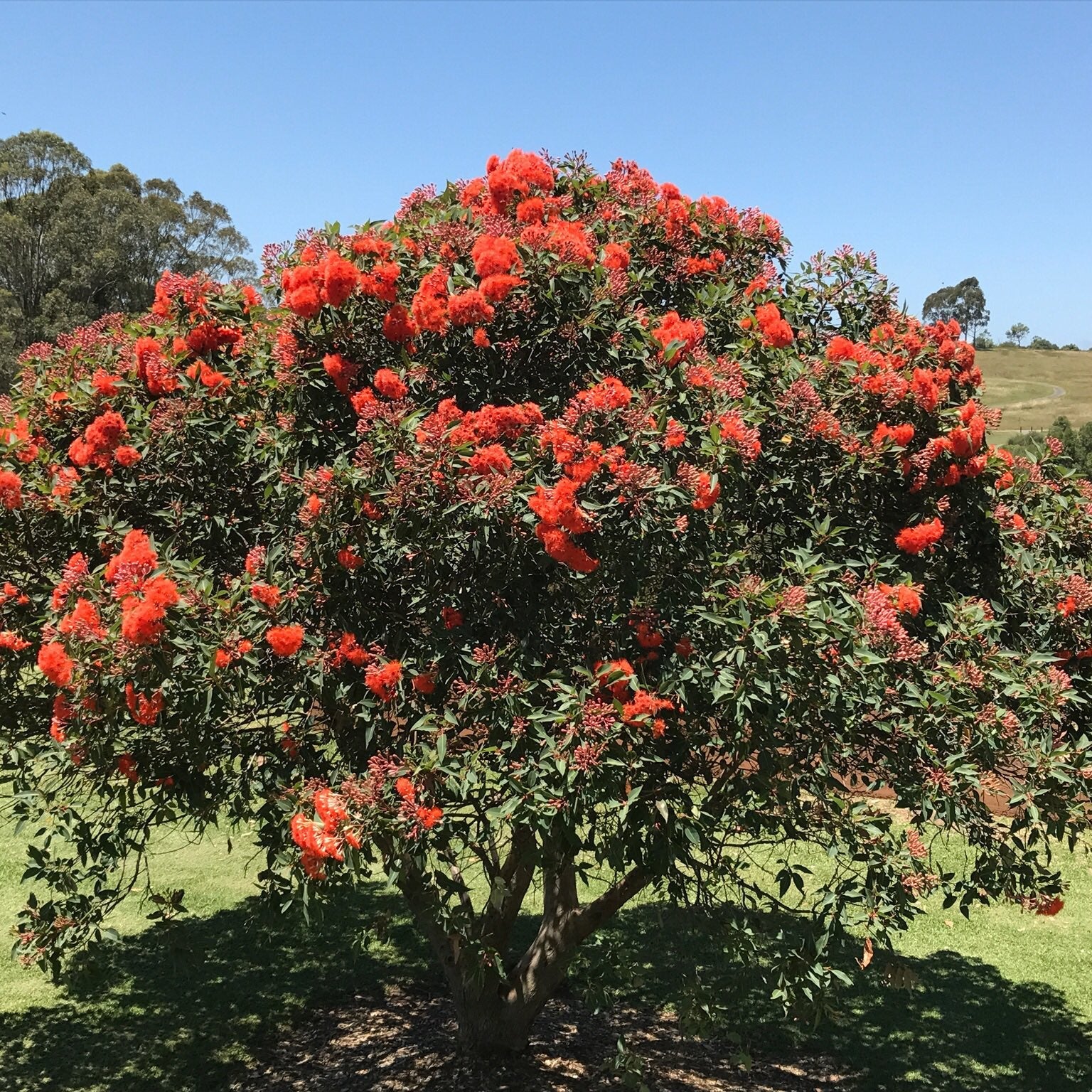 Dwarf Eucalyptus ‘Baby Orange’ (Corymbia ficifolia) - Ladybird Nursery