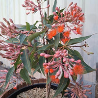 Dwarf Eucalyptus ‘Baby Orange’ (Corymbia ficifolia) - Ladybird Nursery