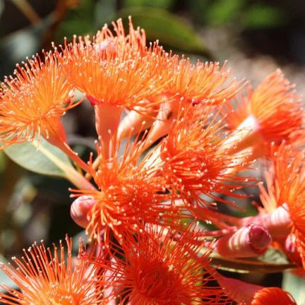 Dwarf Eucalyptus ‘Orange’ (Corymbia ficifolia) - Ladybird Nursery