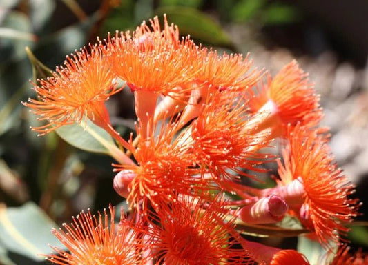 Dwarf Eucalyptus ‘Orange’ (Corymbia ficifolia) - Ladybird Nursery