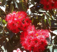 Dwarf Eucalyptus ‘Red’ (Corymbia ficifolia) - Ladybird Nursery