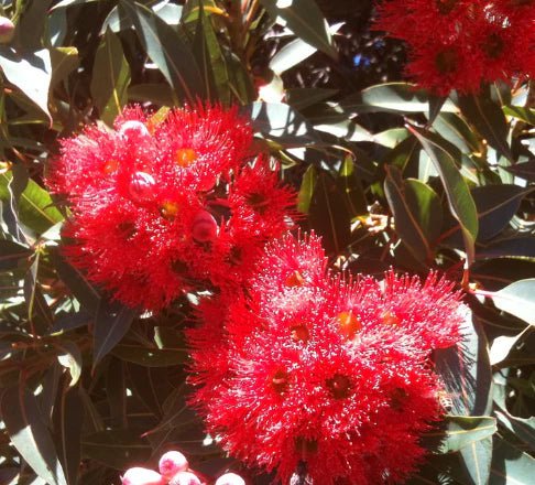 Dwarf Eucalyptus ‘Red’ (Corymbia ficifolia) - Ladybird Nursery
