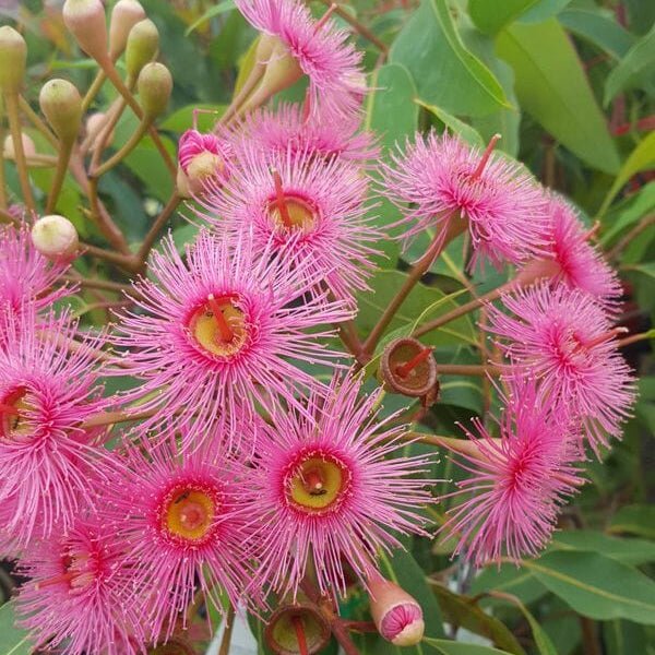 Dwarf Eucalyptus ‘Summer Beauty’ (Corymbia ficifolia) - Ladybird Nursery
