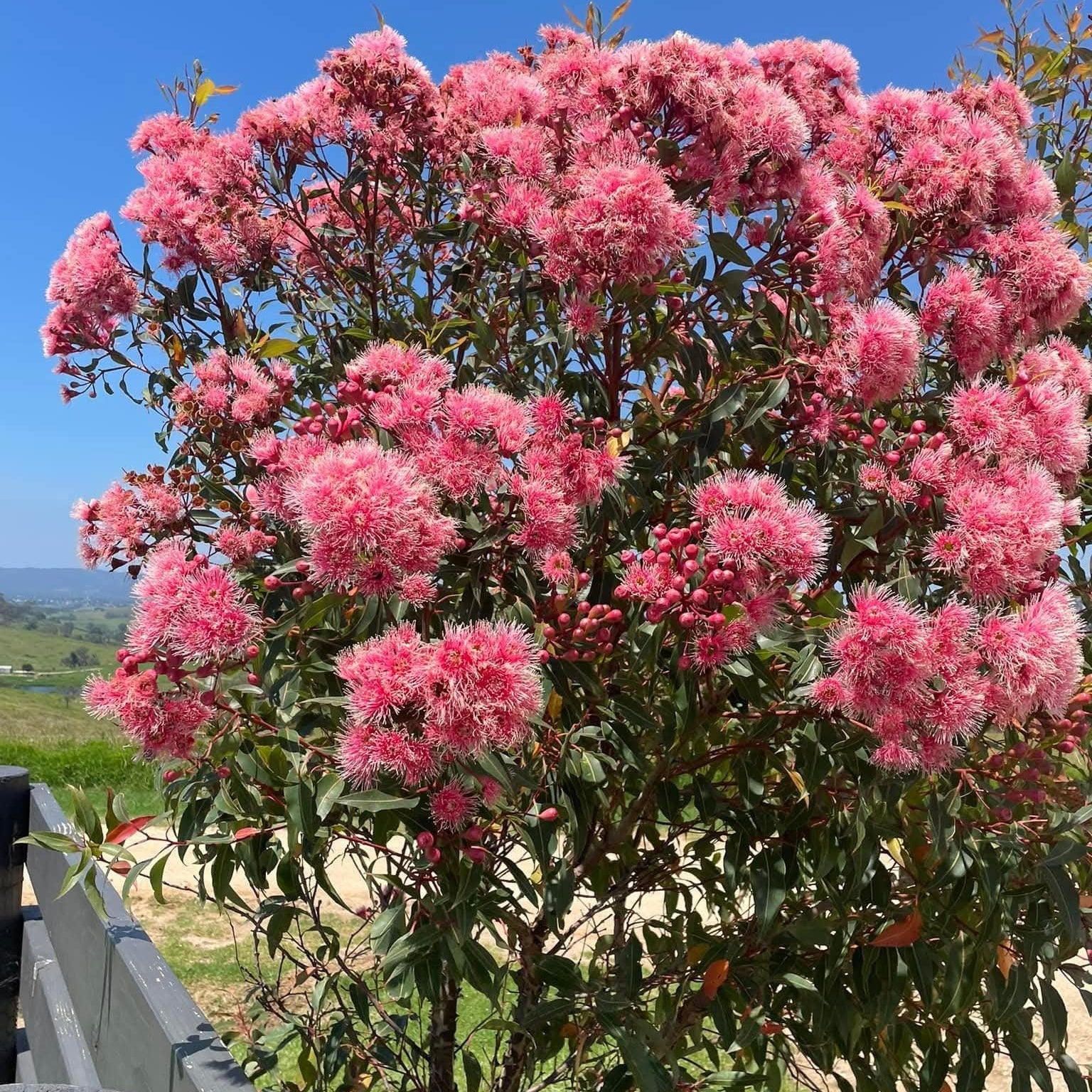 Dwarf Eucalyptus ‘Summer Beauty’ (Corymbia ficifolia) - Ladybird Nursery