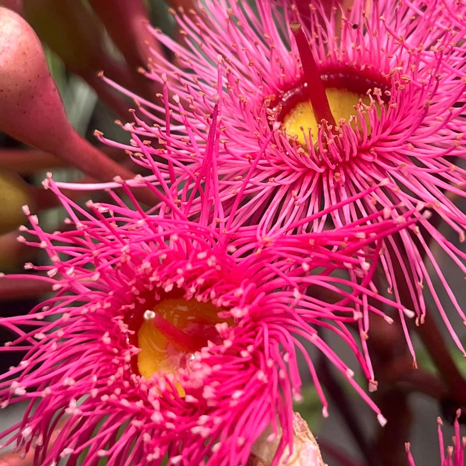 Dwarf Eucalyptus ‘Summer Glory’ (Corymbia ficifolia) - Ladybird Nursery