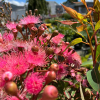 Dwarf Eucalyptus ‘Summer Glory’ (Corymbia ficifolia) - Ladybird Nursery