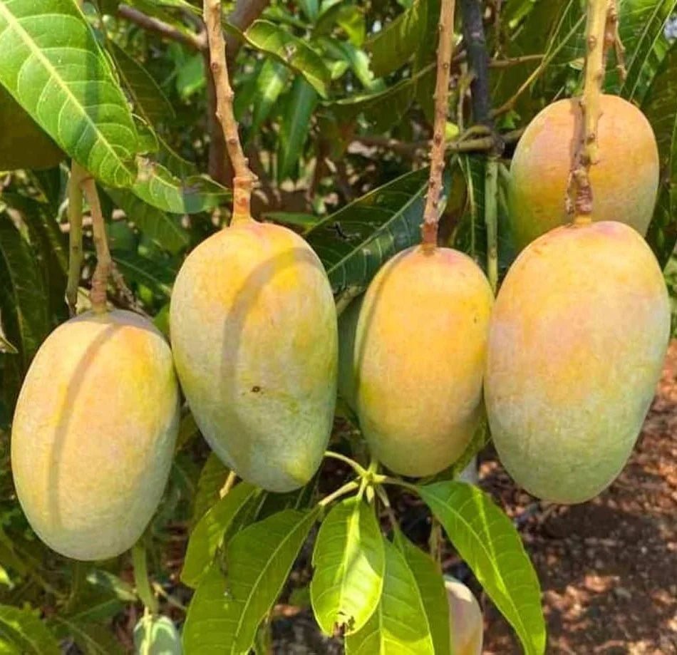 Compact Mango Tree Dwarf Mango 'Kesar' Fruit Tree – Buy Now! – Ladybird Nursery