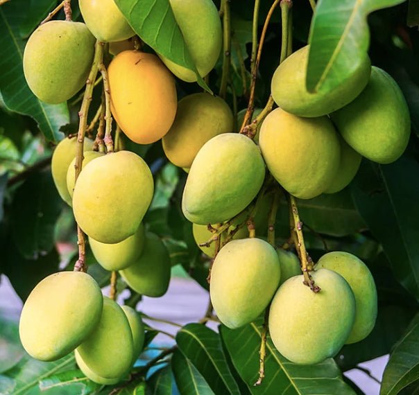 Dwarf Mango 'Kesar' - Ladybird Nursery