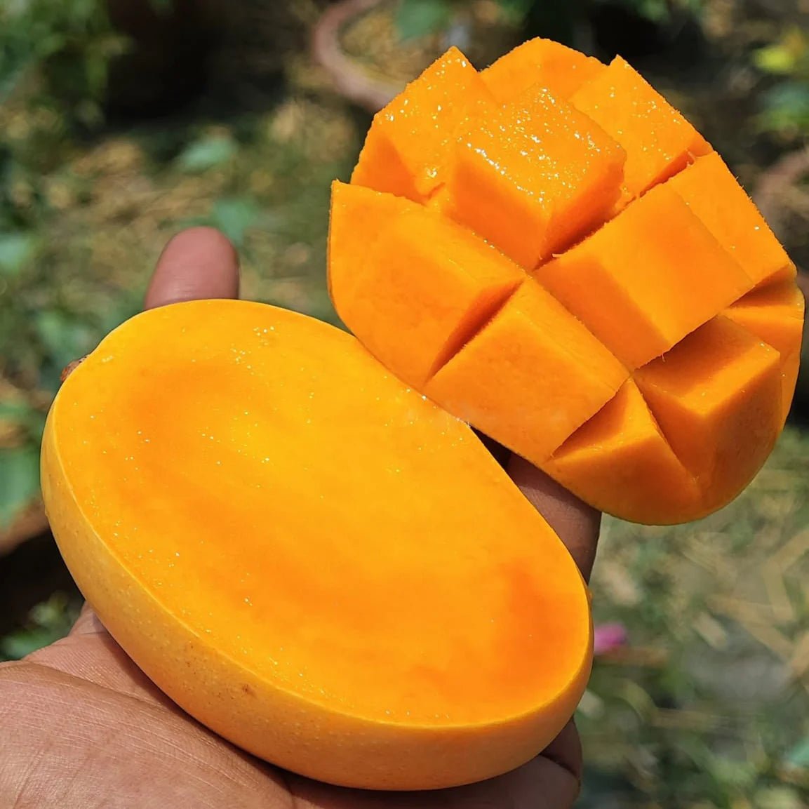 Dwarf Mango 'Kesar' - Ladybird Nursery