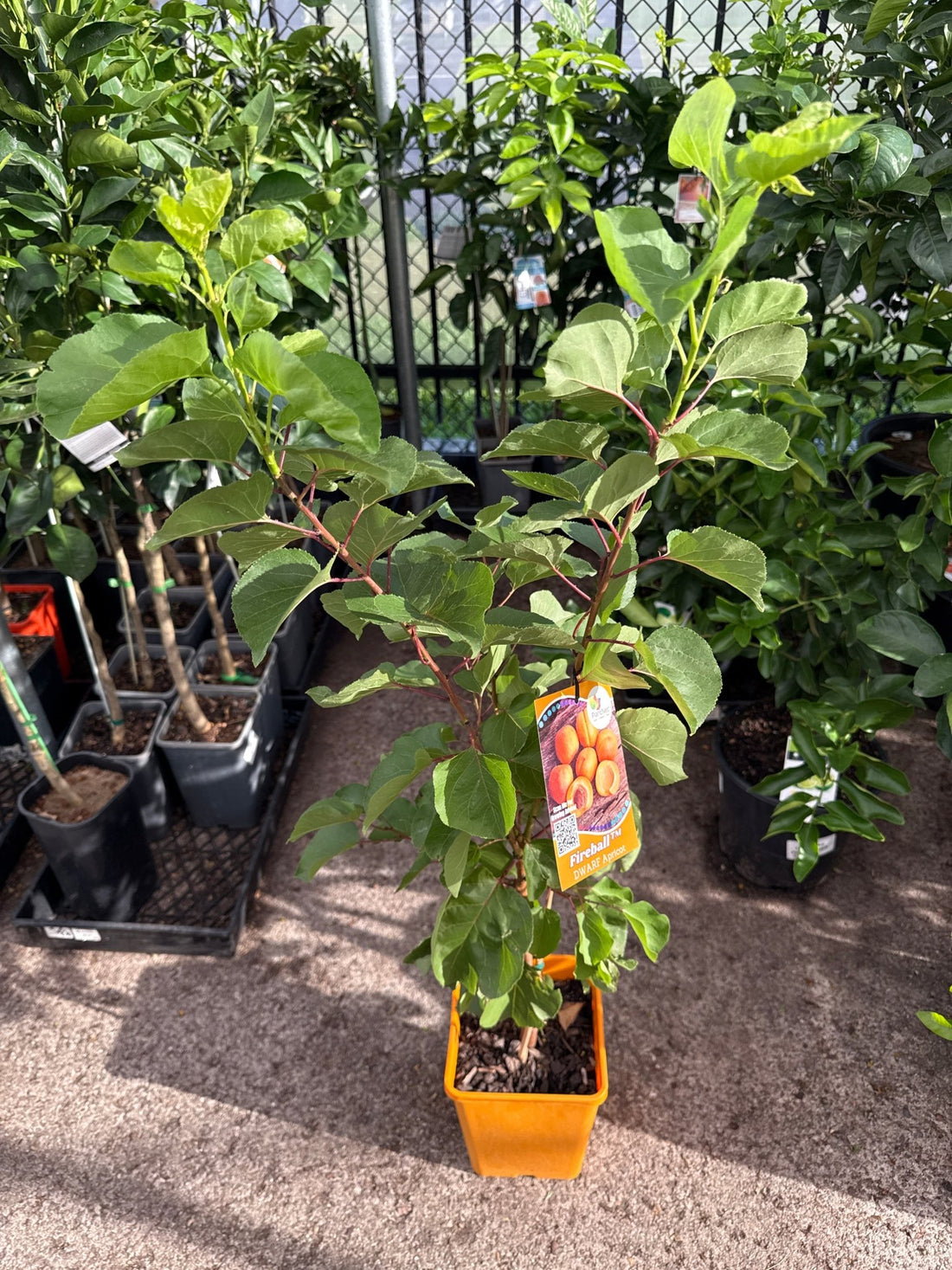 Dwarf Apricot 'Fireball' - Ladybird Nursery