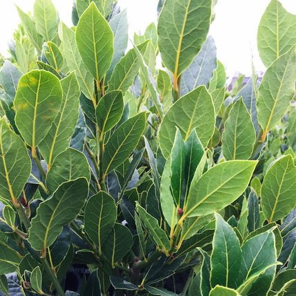 Dwarf Bay Leaf ‘Baby Bay’ - Large - Ladybird Nursery