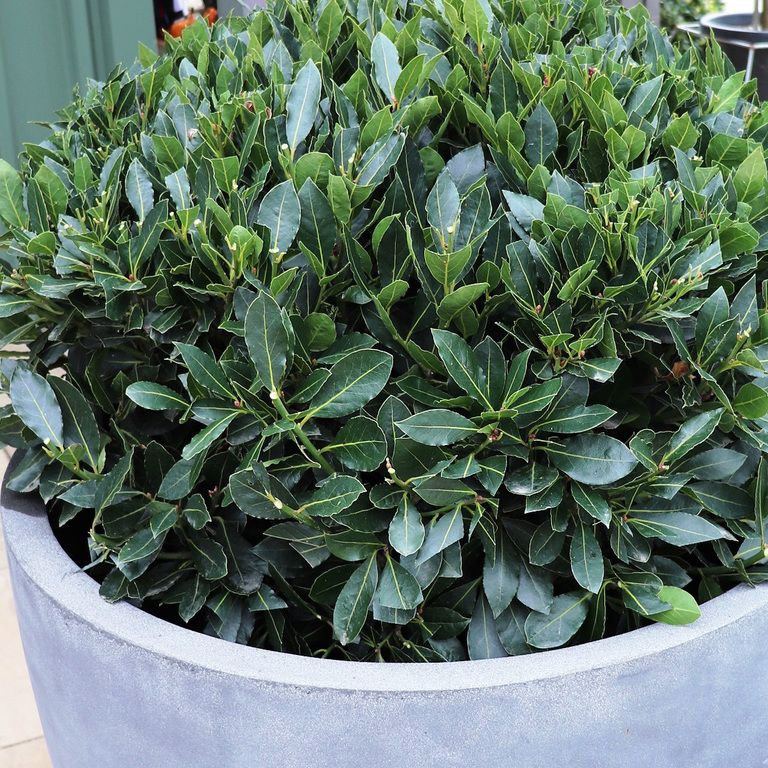 Dwarf Bay Leaf ‘Baby Bay’ - Large - Ladybird Nursery