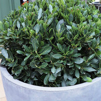 Dwarf Bay Leaf ‘Baby Bay’ - Large - Ladybird Nursery