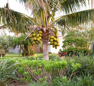 Dwarf Malay Coconut 'Bronze' - Ladybird Nursery