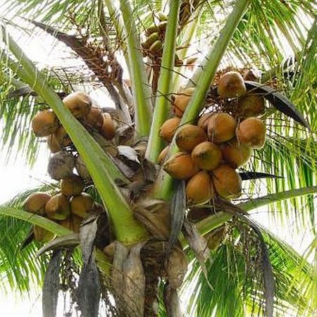 Dwarf Malay Coconut 'Bronze' - Ladybird Nursery