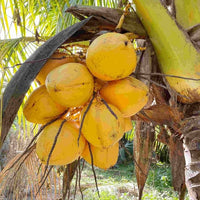 Dwarf Coconut yellow fruit