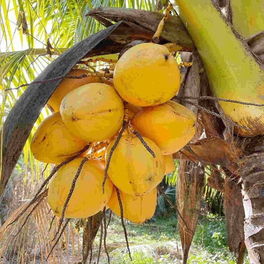 Dwarf Coconut yellow fruit