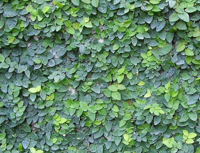 Climbing Fig (Ficus pumila) Large size - Ladybird Nursery