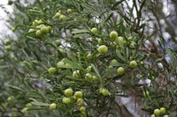 Dwarf Desert Lime (QLD Only) - Ladybird Nursery